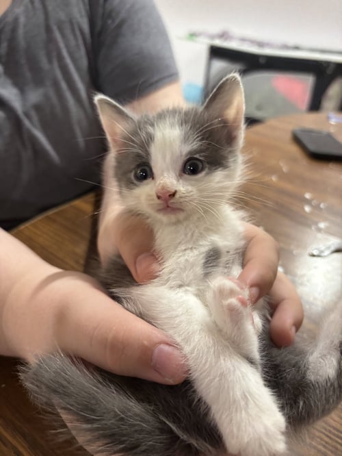 CAT - NIKKU - Domestic Short Hair available for adoption