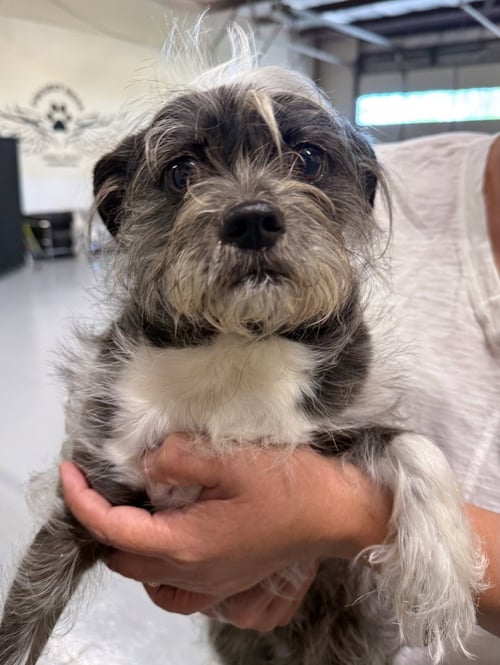 SHADOW - Shih Tzu available for adoption