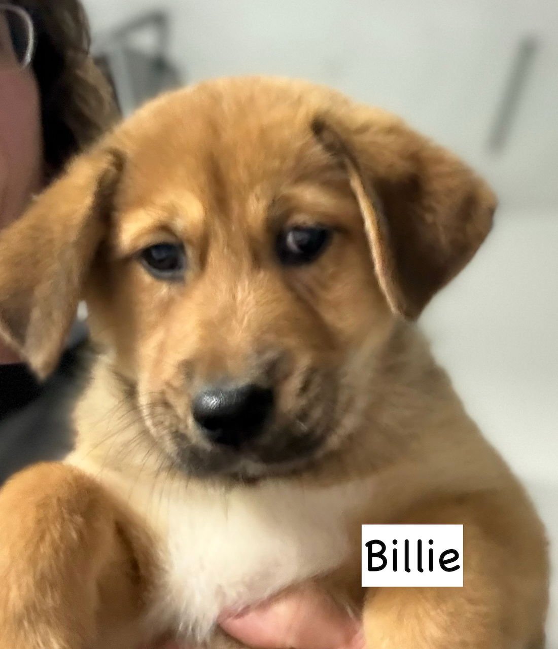 BILLIE NKA BAILEY - German Shepherd Dog / Husky available for adoption