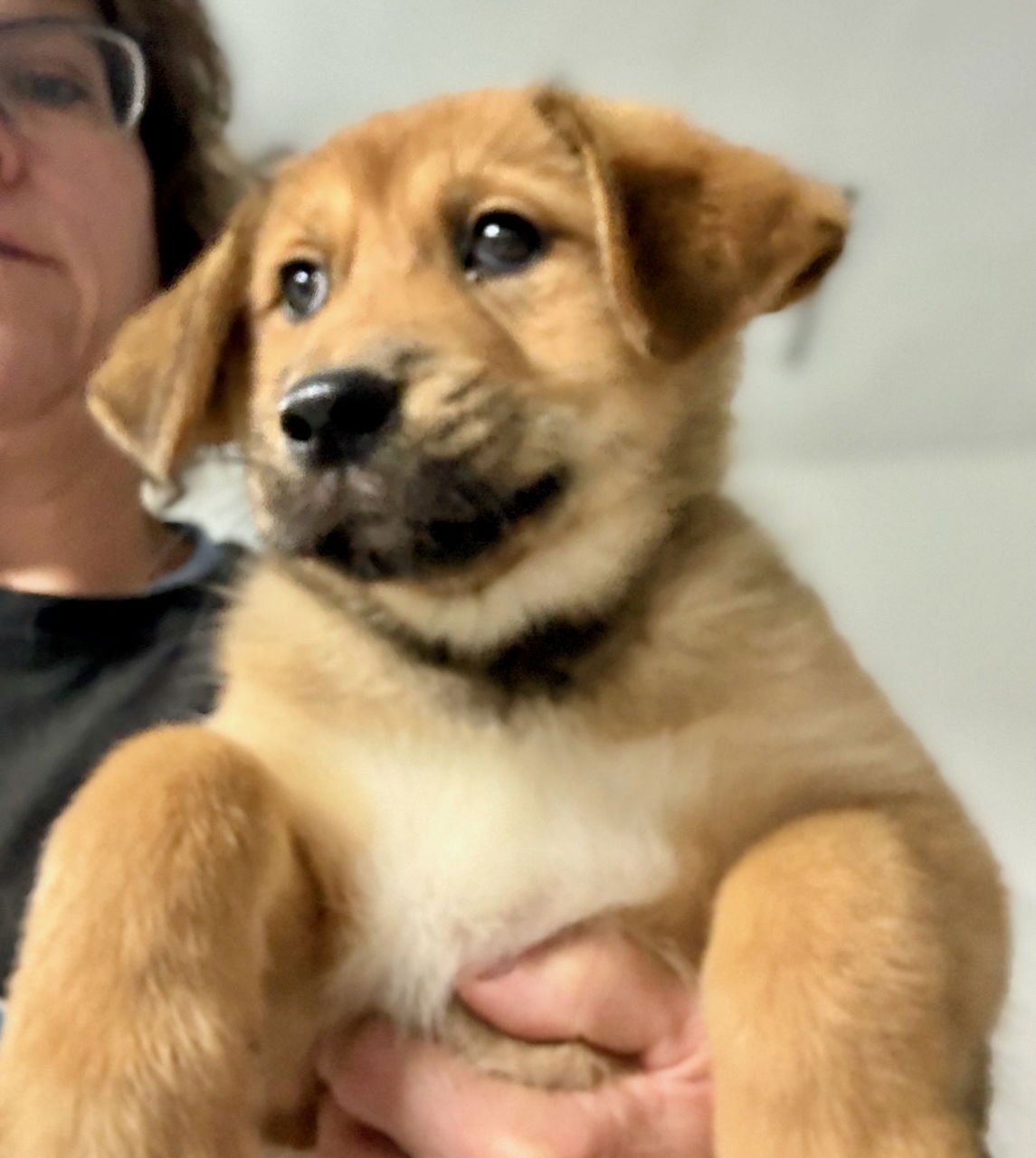 BILLIE NKA BAILEY - German Shepherd Dog / Husky available for adoption