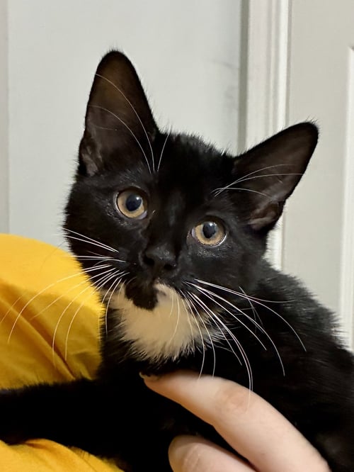 CAT - NIKOLAI - Domestic Short Hair available for adoption