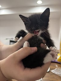 CAT - Nikolai - Photo 4