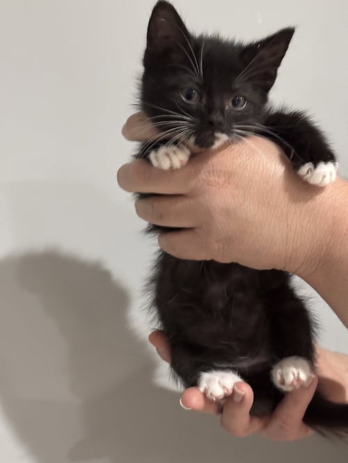 CAT - NIKOLAI - Domestic Short Hair available for adoption