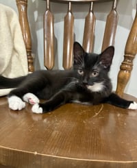 CAT - Nikolai - Photo 2