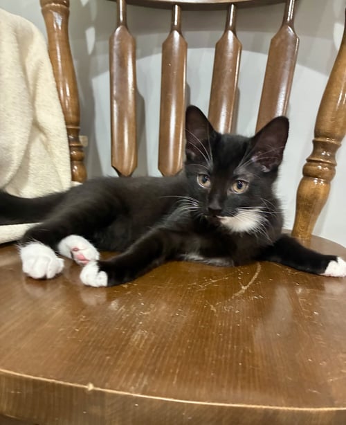 CAT - NIKOLAI - Domestic Short Hair available for adoption