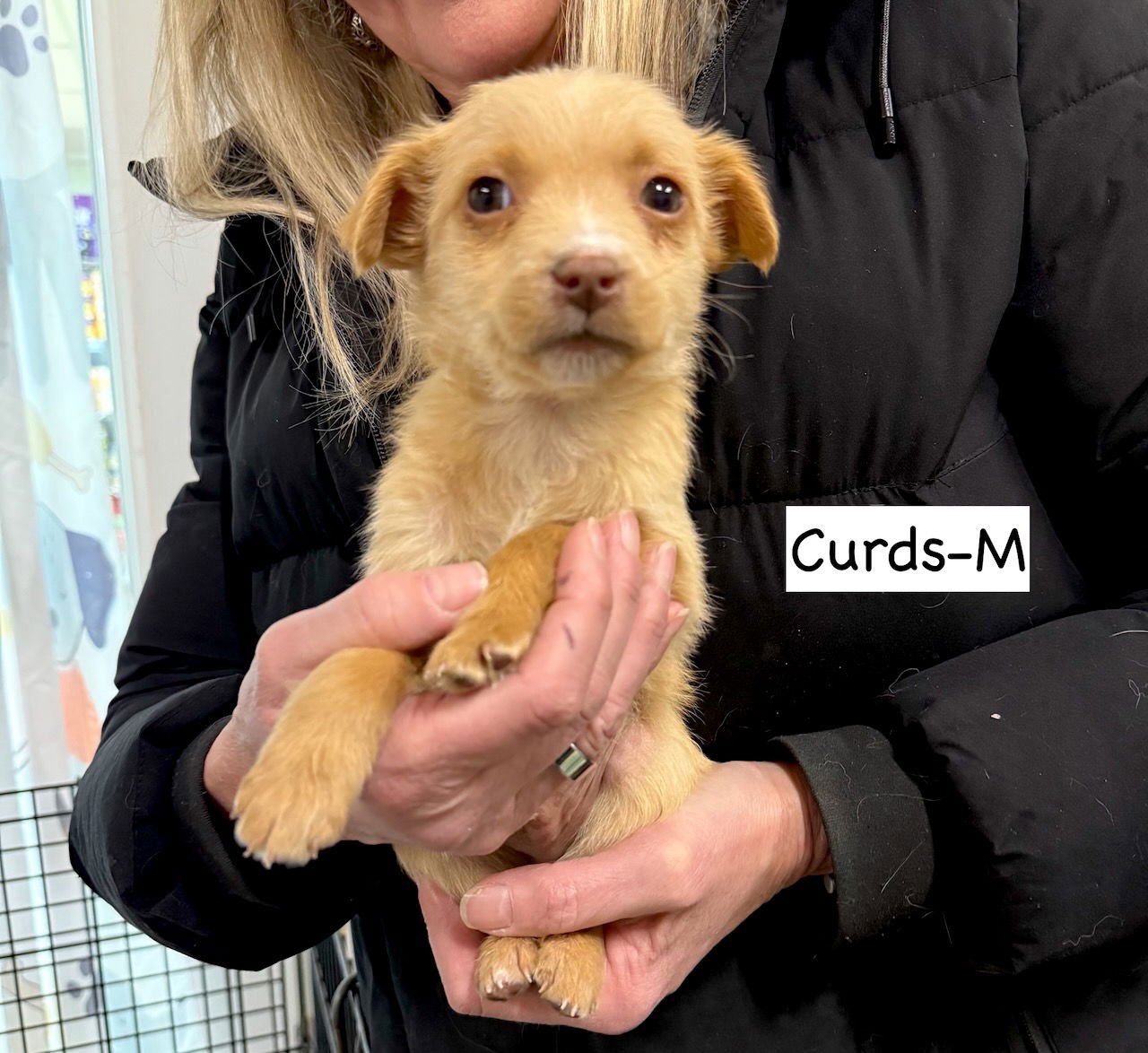 CURDS - Terrier available for adoption