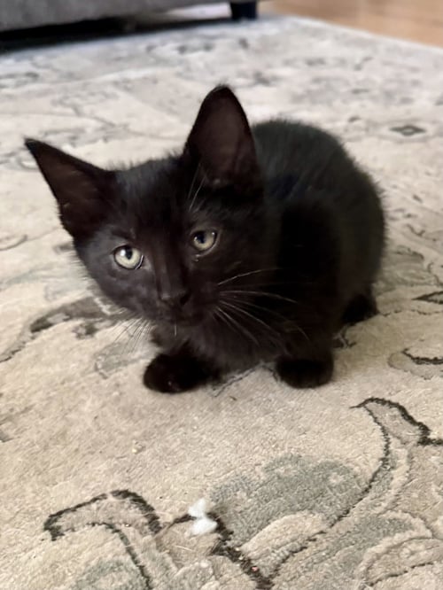 CAT - SNICKERS - Domestic Short Hair available for adoption