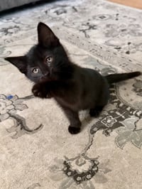 CAT - Snickers - Photo 2