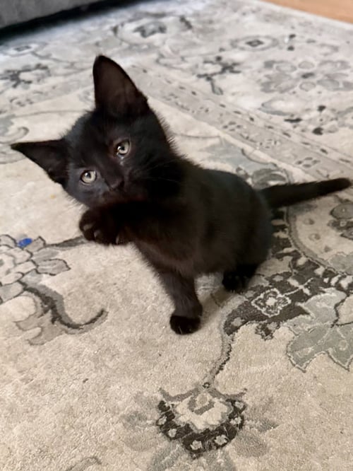 CAT - SNICKERS - Domestic Short Hair available for adoption