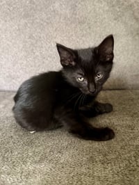 CAT - Snickers - Photo 3
