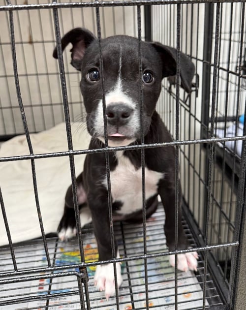 LOKI - Boxer / American Pit Bull Terrier available for adoption