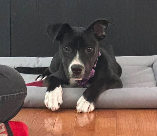 LOKI