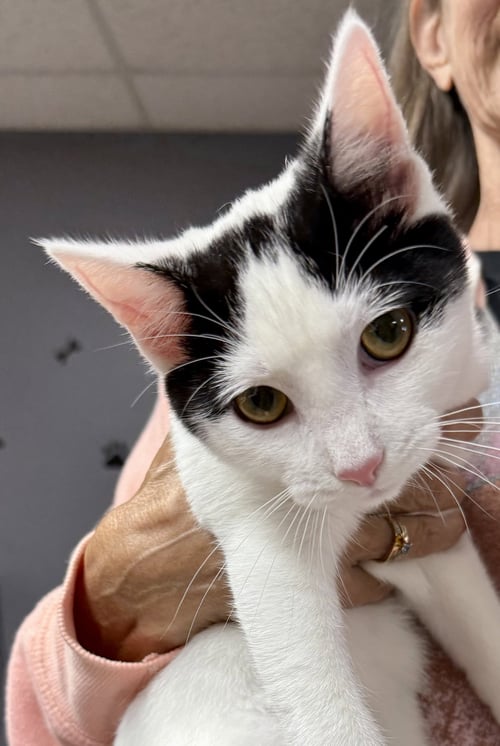 CAT - OSCAR - Domestic Short Hair available for adoption