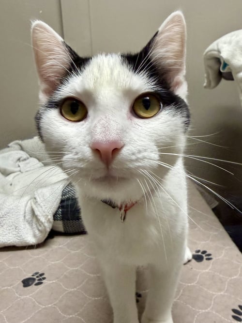 CAT - OSCAR - Domestic Short Hair available for adoption