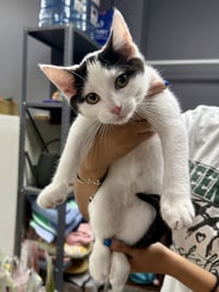 CAT - Oscar - Photo 4