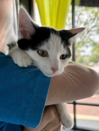 CAT - Oscar - Photo 3