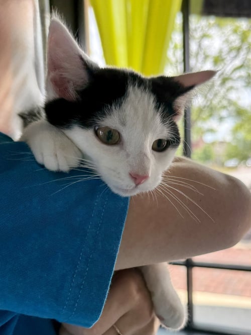 CAT - OSCAR - Domestic Short Hair available for adoption