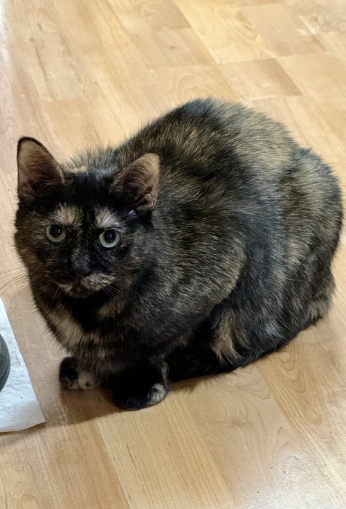 CAT - FOXY - Domestic Short Hair / Tortoiseshell available for adoption