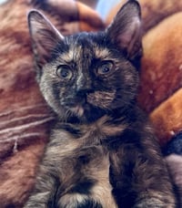 CAT - FOXY - Photo 4
