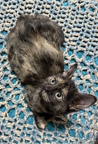 CAT - FOXY - Photo 3