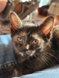 CAT - FOXY - Photo 5
