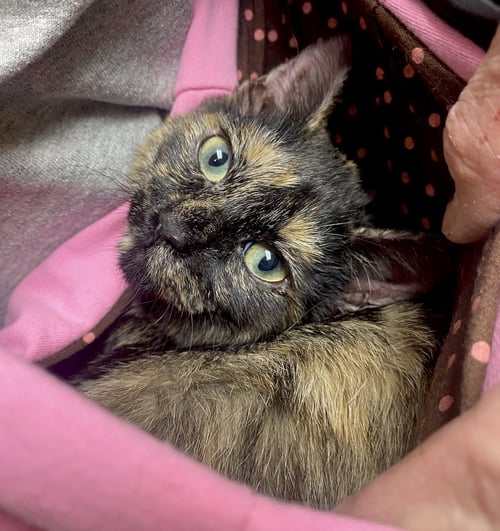CAT - FOXY - Domestic Short Hair / Tortoiseshell available for adoption