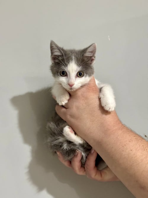 CAT - NIKOYA