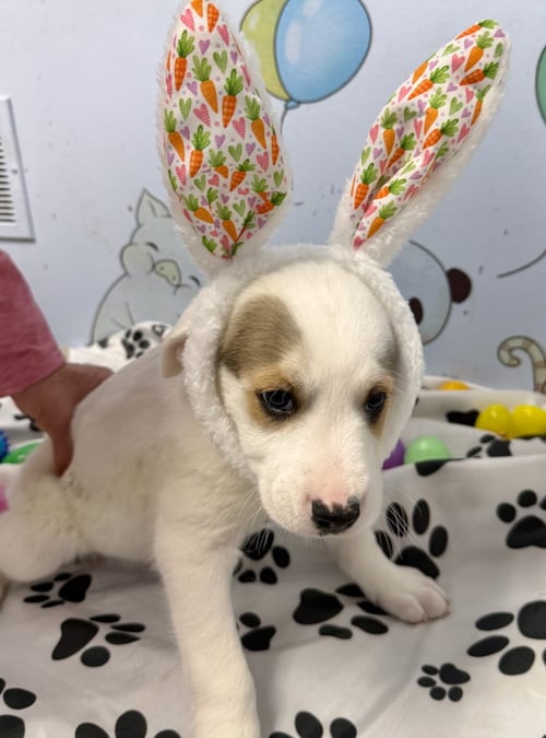 HUNTER - Boxer / Siberian Husky available for adoption