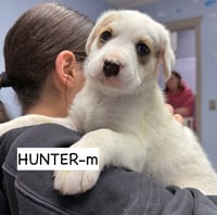 Hunter - Photo 3