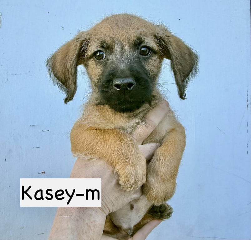 Kasey Image