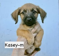 Kasey - Photo 1