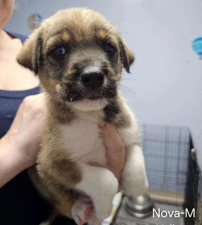Nova Image