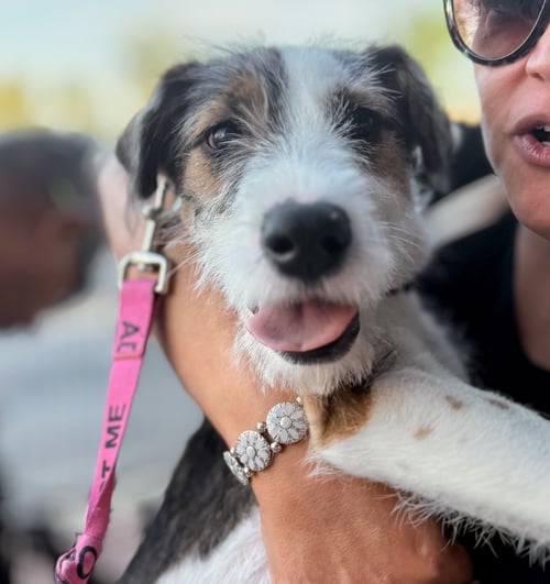 NOVA - Hound / Terrier available for adoption