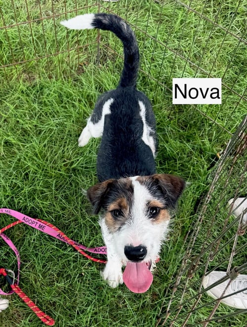 NOVA - Hound / Terrier available for adoption
