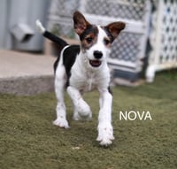 Nova - Photo 4