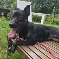 NOLA (HERA) - Photo 2