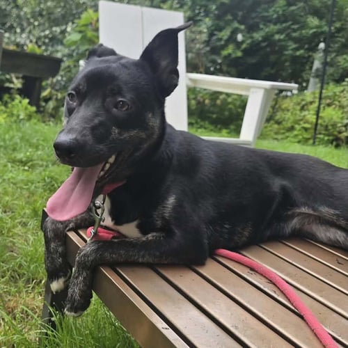NOLA (HERA) - Border Collie / Labrador Retriever available for adoption