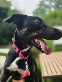 NOLA (HERA) - Photo 3