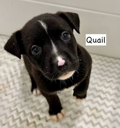 QUAIL - American Staffordshire Terrier available for adoption