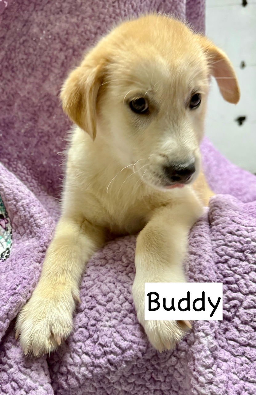 BUDDY - German Shepherd Dog / Husky available for adoption