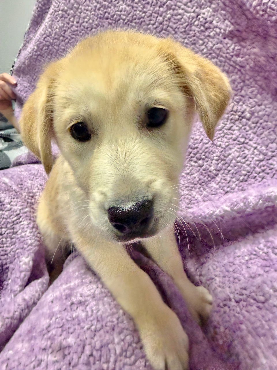 BUDDY - German Shepherd Dog / Husky available for adoption