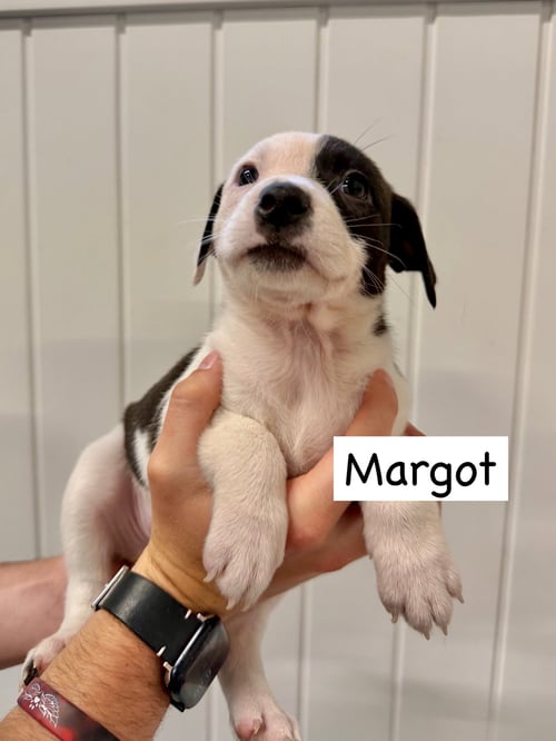 MARGOT - Boxer / Cattle Dog available for adoption