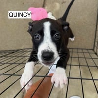 Quincy - Photo 3