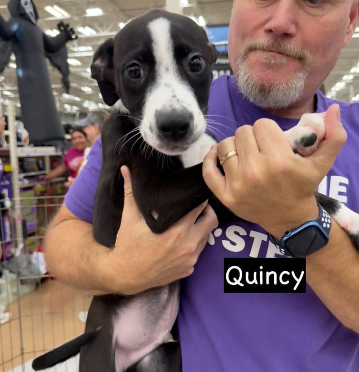 Quincy Image