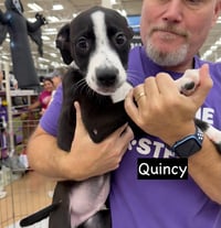Quincy - Photo 1