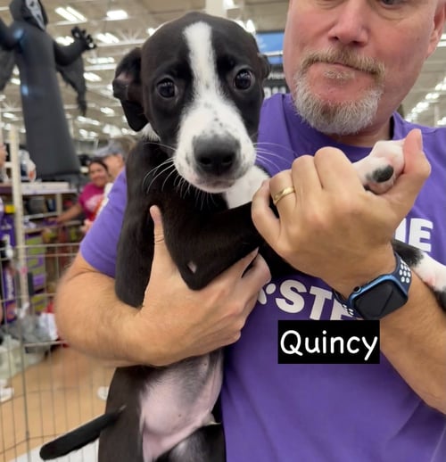 QUINCY - American Staffordshire Terrier / Pit Bull Terrier available for adoption