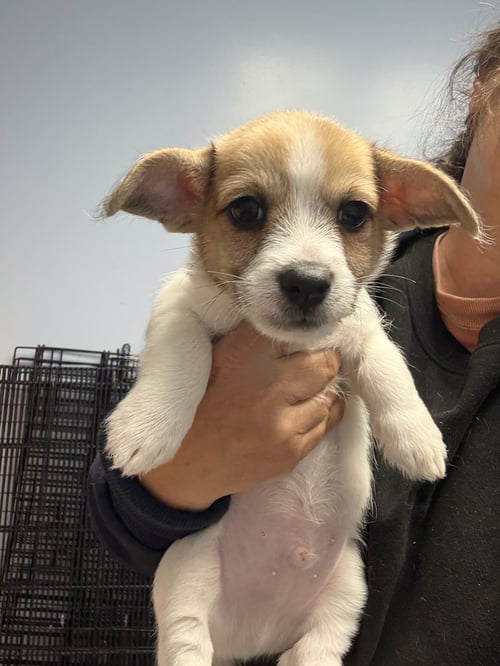 IVORY - Corgi / Terrier available for adoption