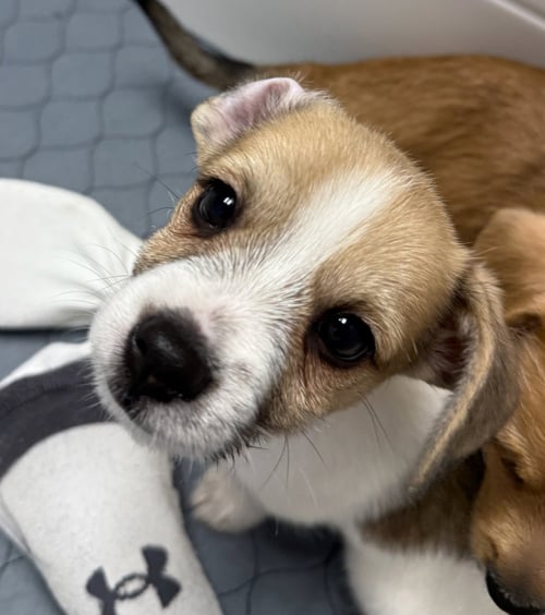 IVORY - Corgi / Terrier available for adoption
