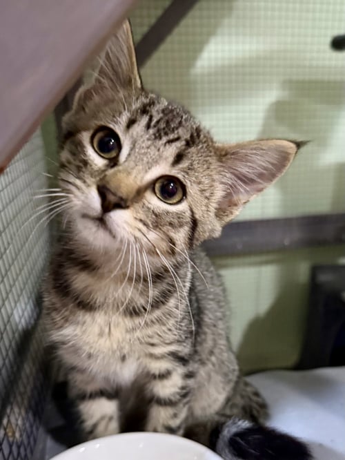 CAT - TOFFEE - Domestic Short Hair / Tabby available for adoption
