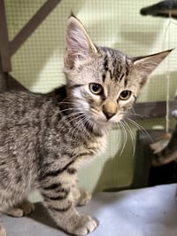 CAT - Toffee - Photo 2